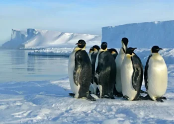 Antarktidadakı pinqvinlər iqlim dəyişikliyinə cavab olaraq çoxalma mövsümünü irəlilədib